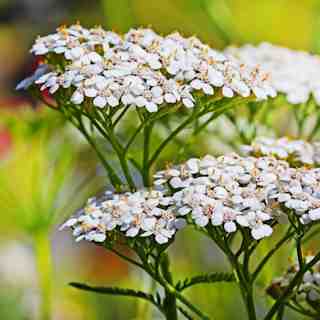 achillea