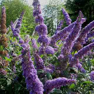 buddleja