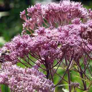 eupatorium