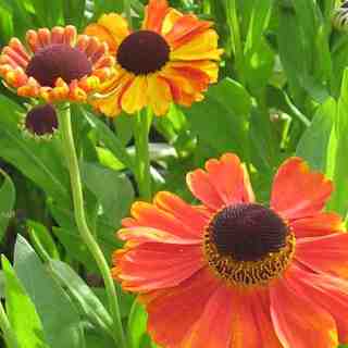 helenium