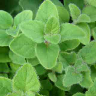 origanum