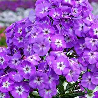 phlox