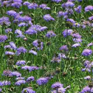 scabiosa