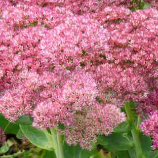 sedum