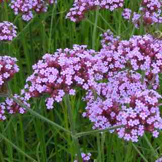 verbena