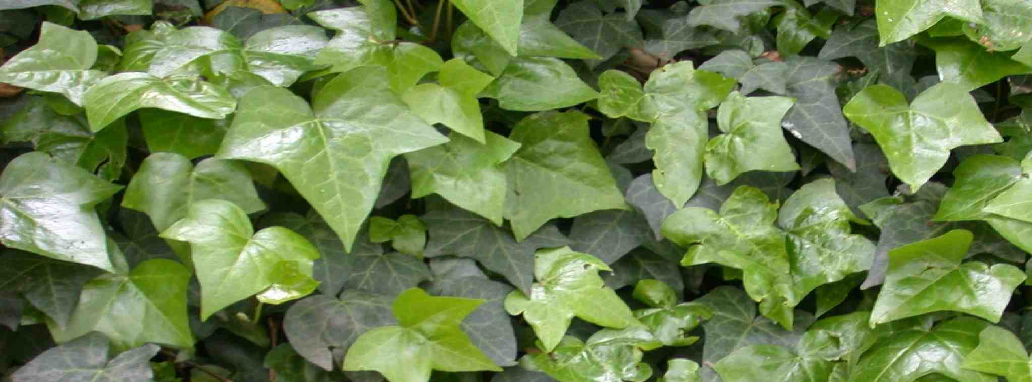 hedera