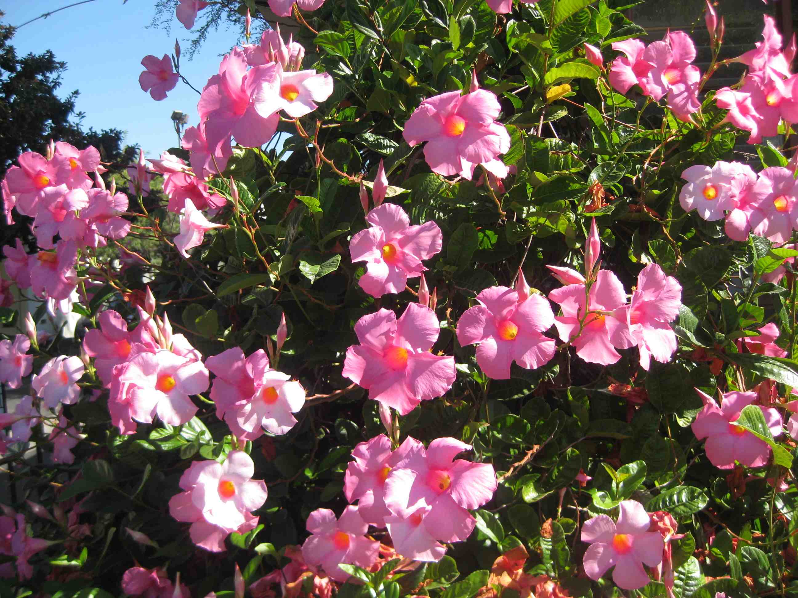 mandevilla