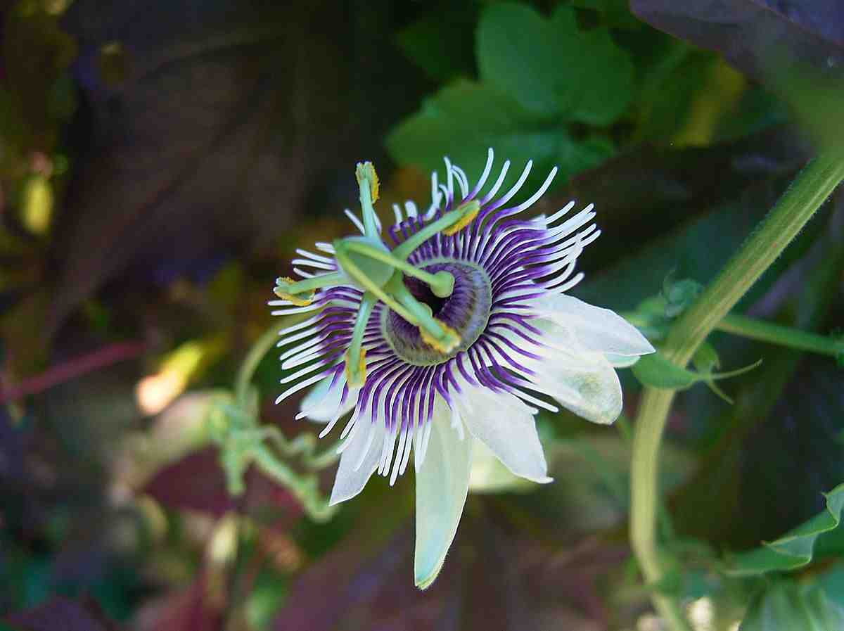 passiflora