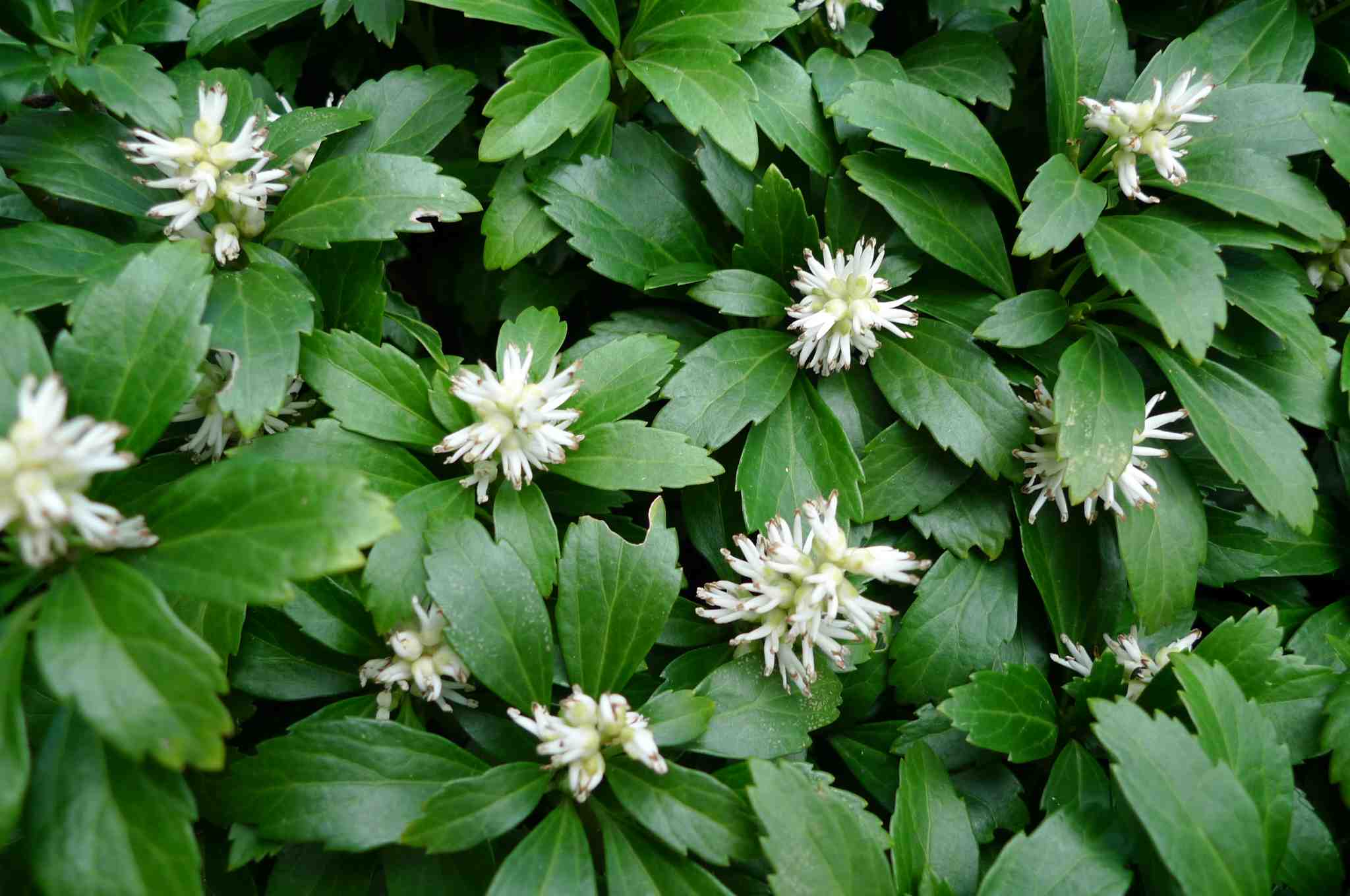 Pachysandra