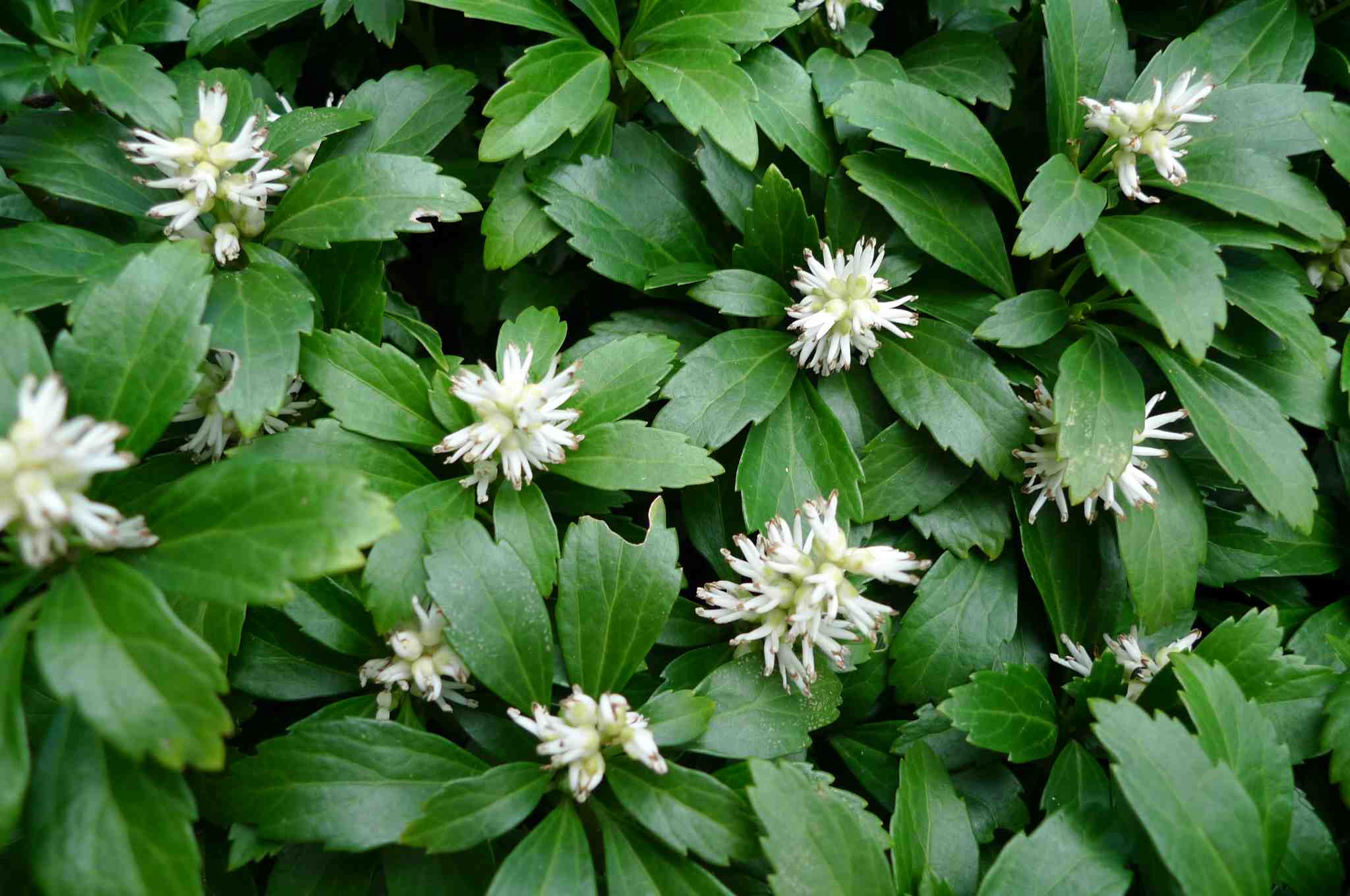 Pachysandra