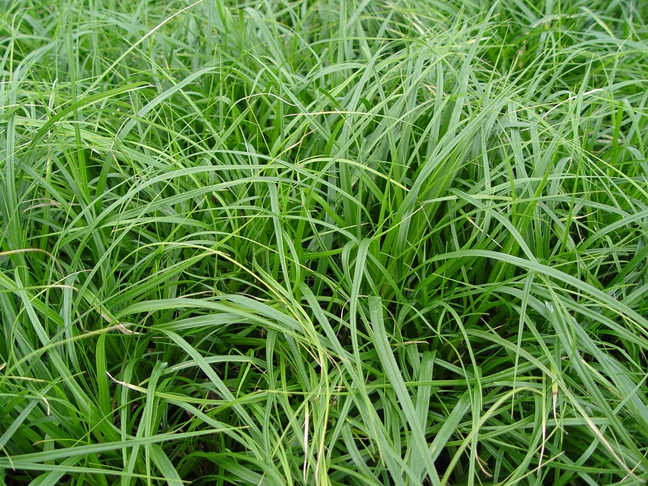 Carex