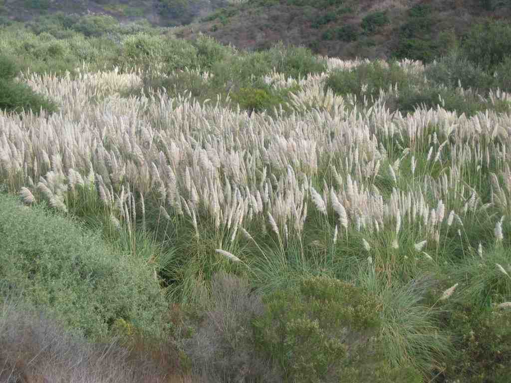 Cortaderia selloana