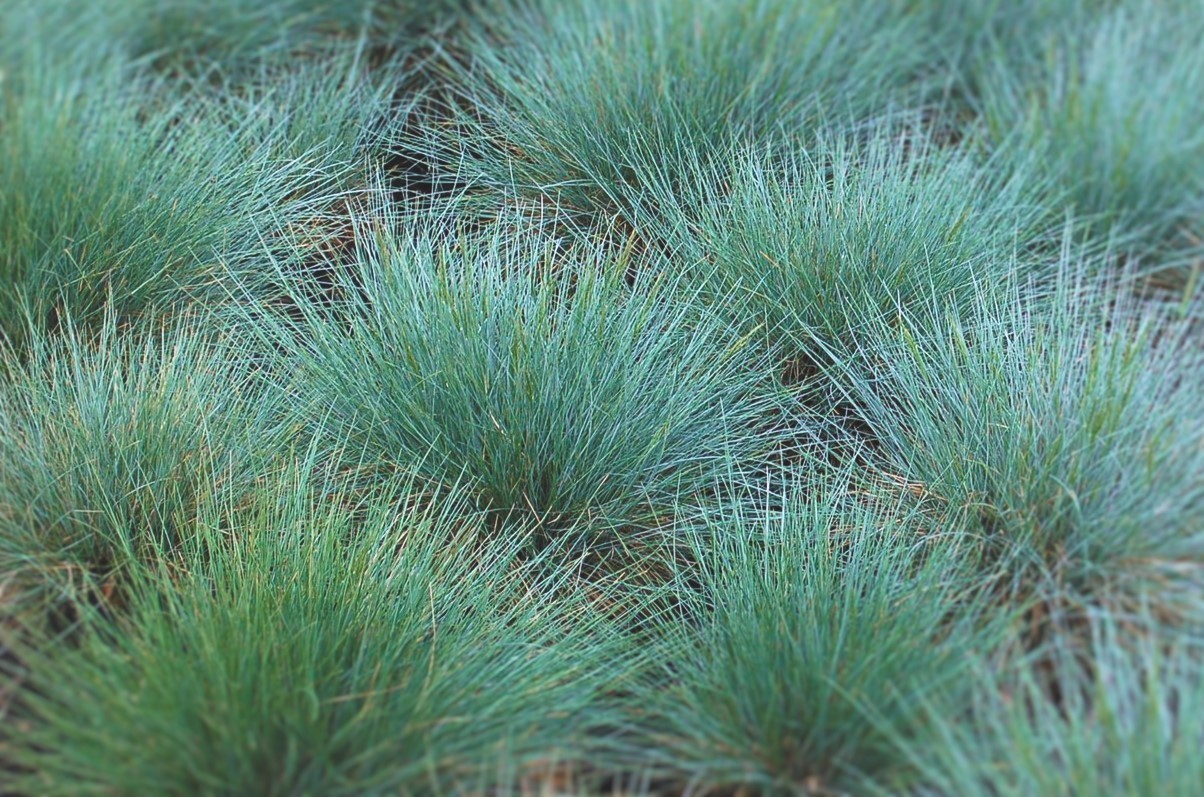 Festuca glauca