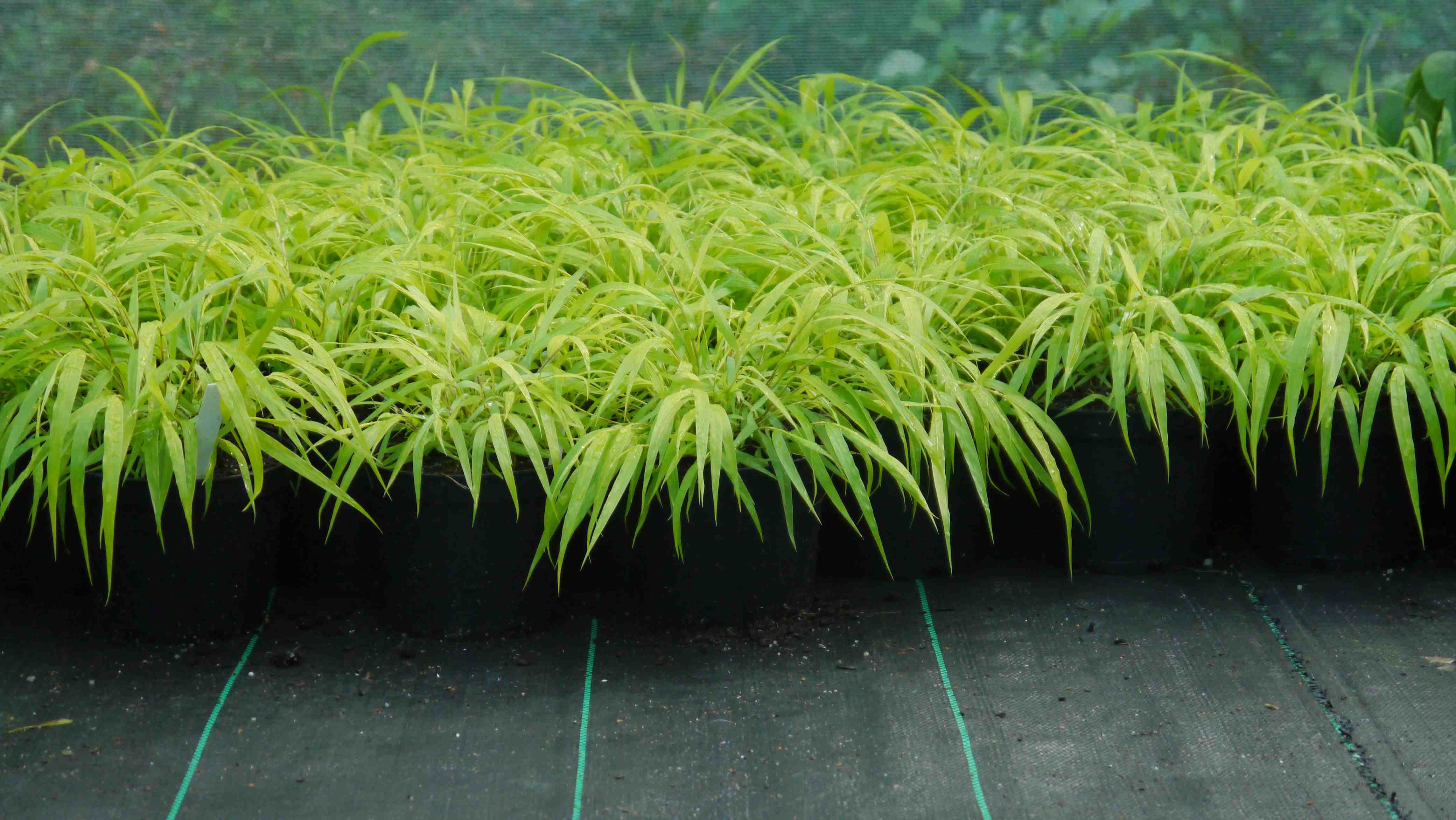 Hakonechloa