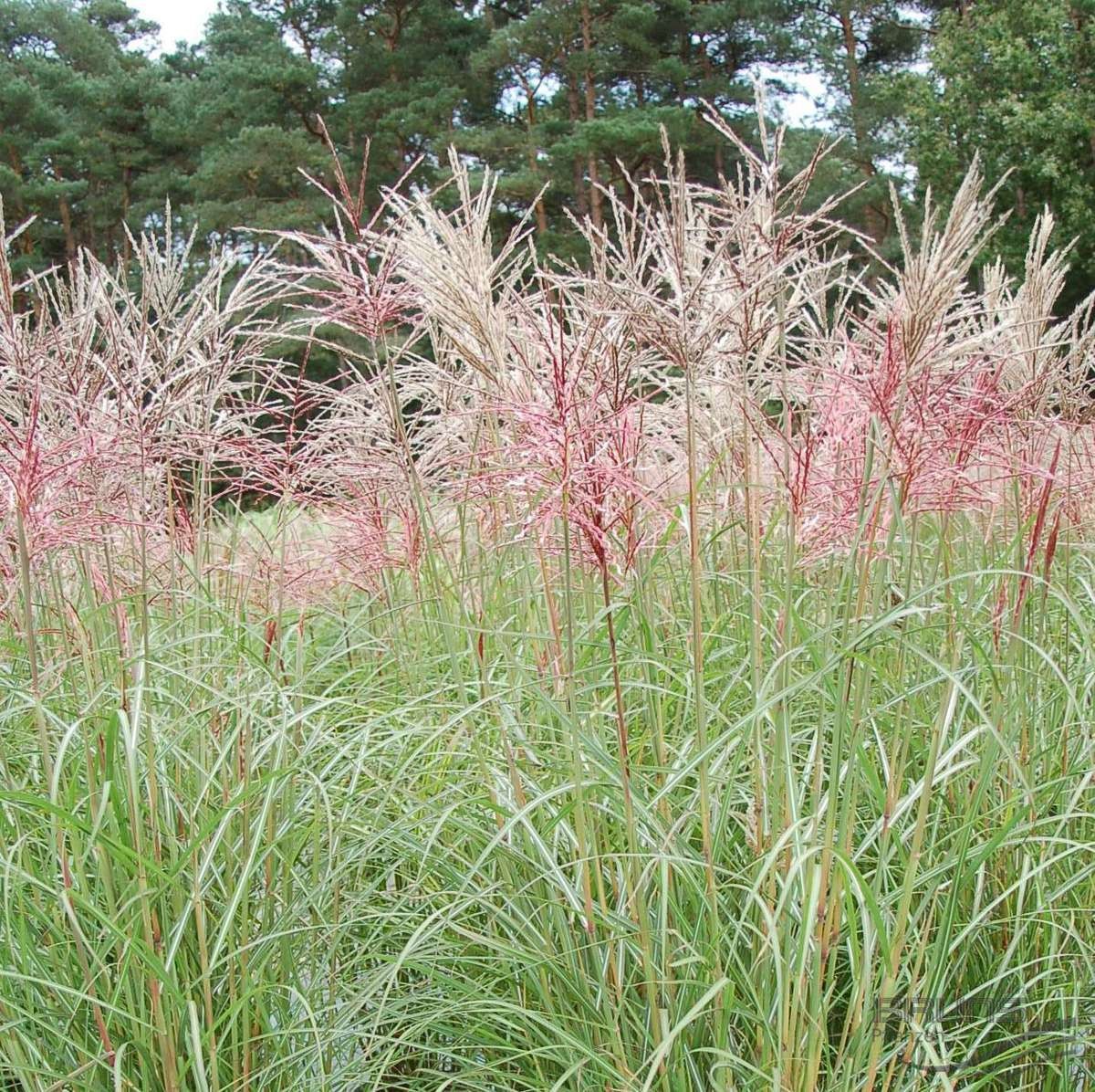 Miscanthus sinensis