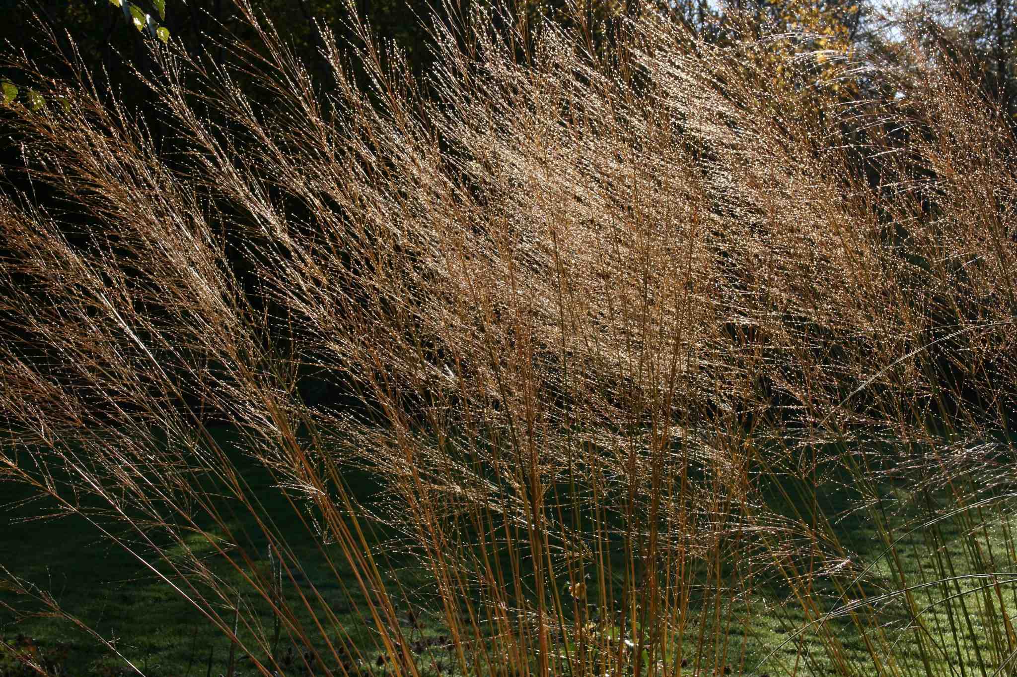 Molinia caerulea