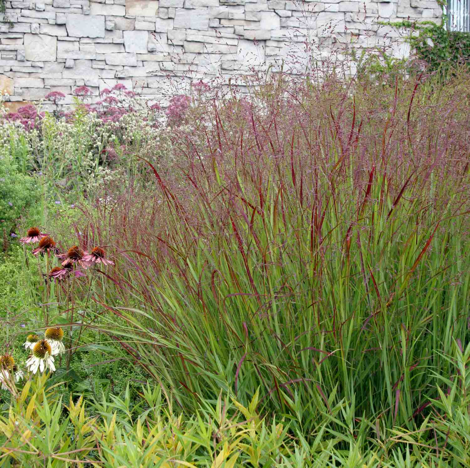 Panicum virgatum