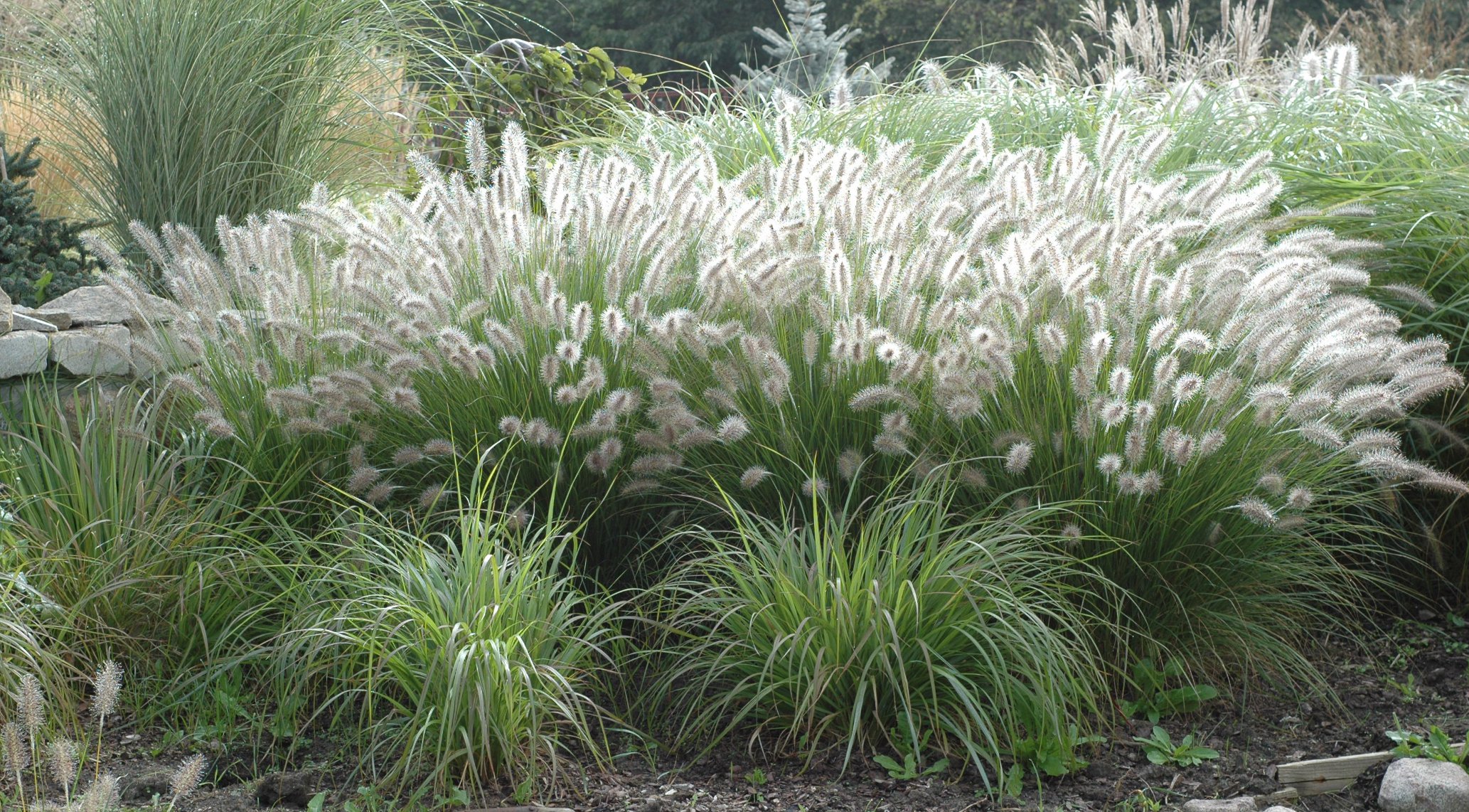 Pennisetum