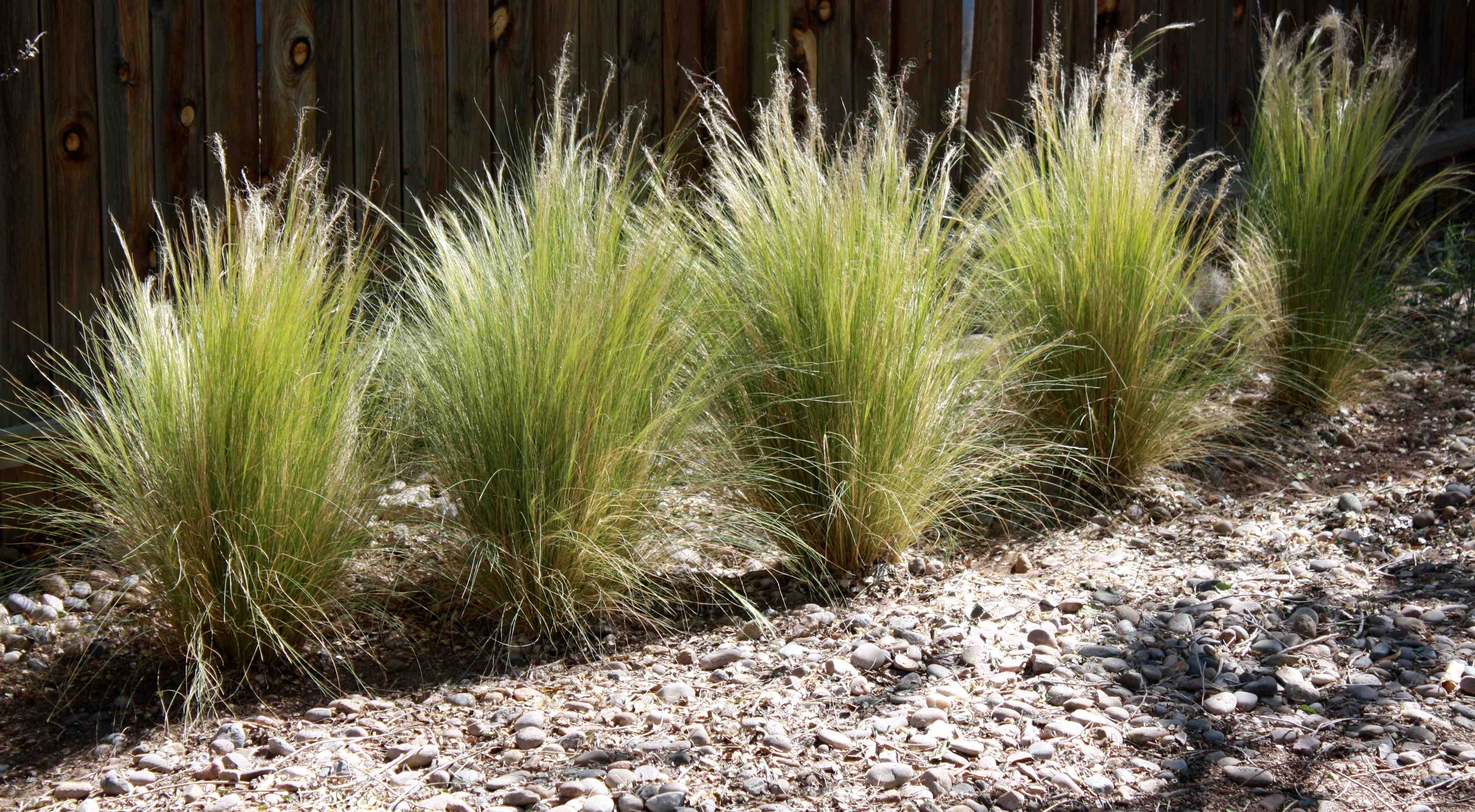 Stipa tenuissima