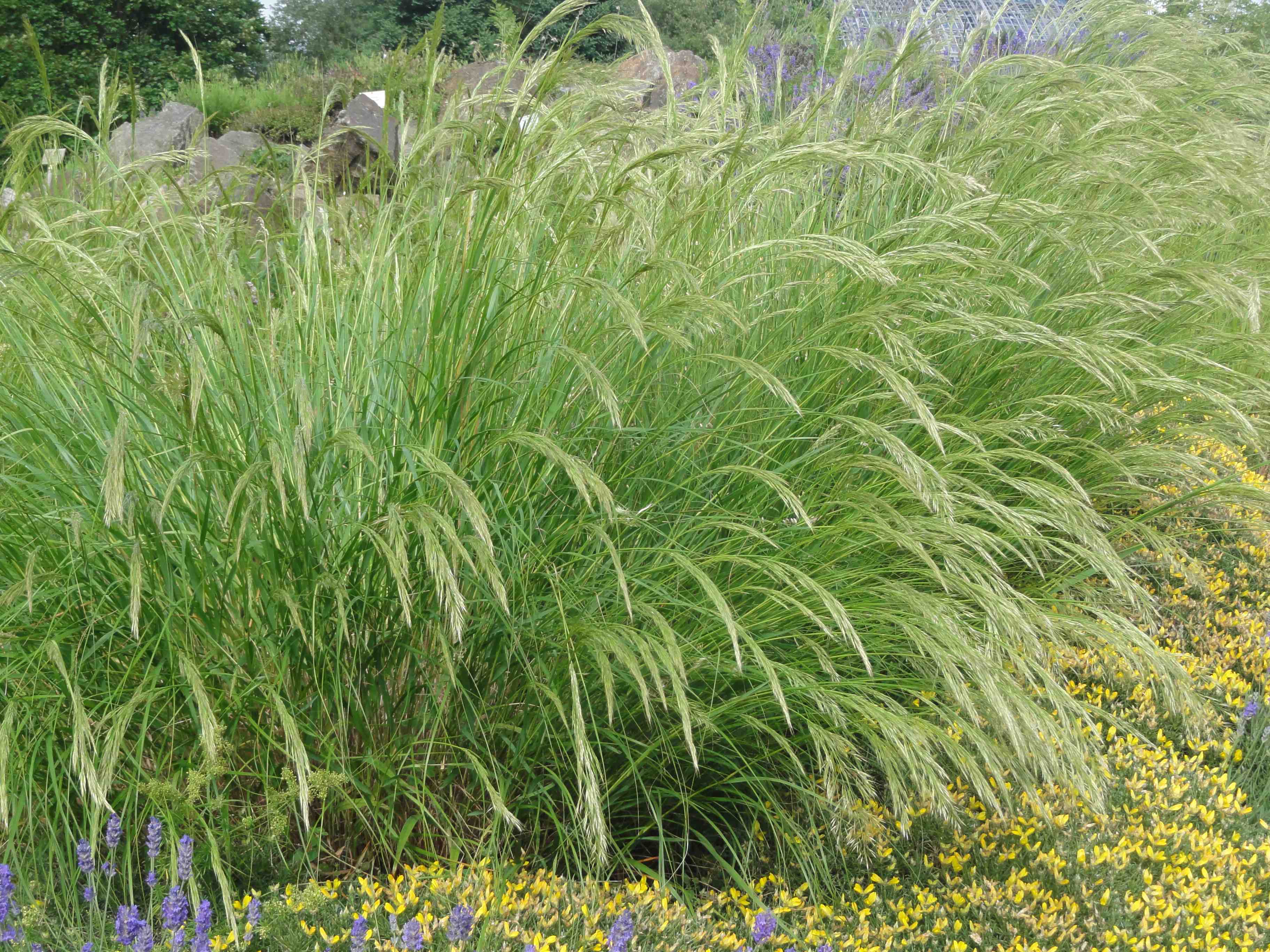 Stipa gigantea