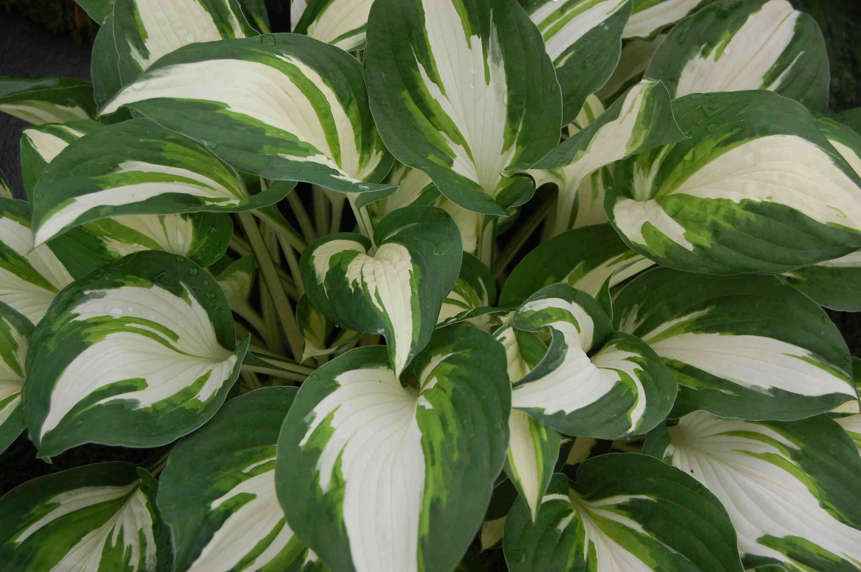 Hosta enterprise