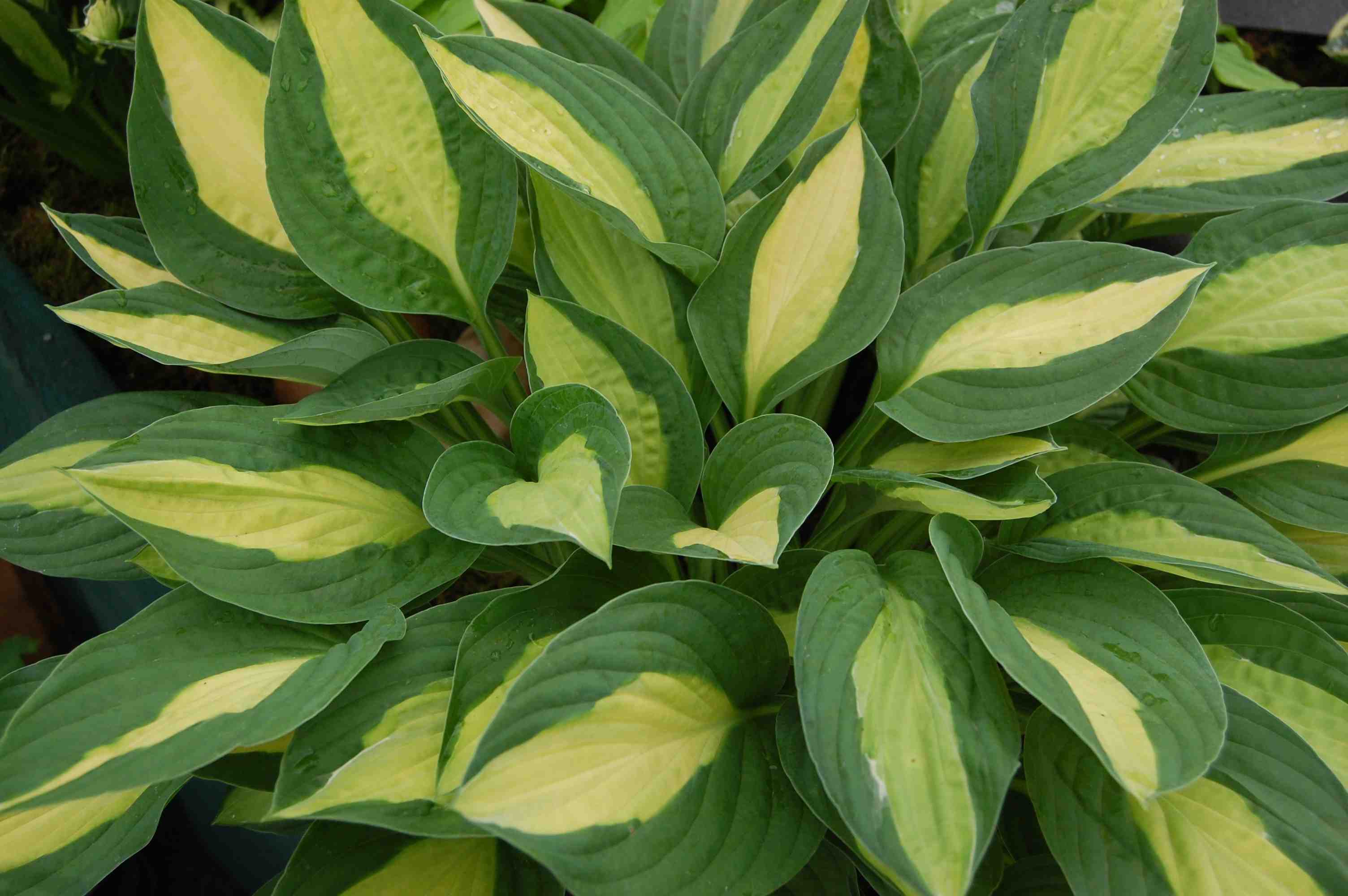 Hosta gypsy rose