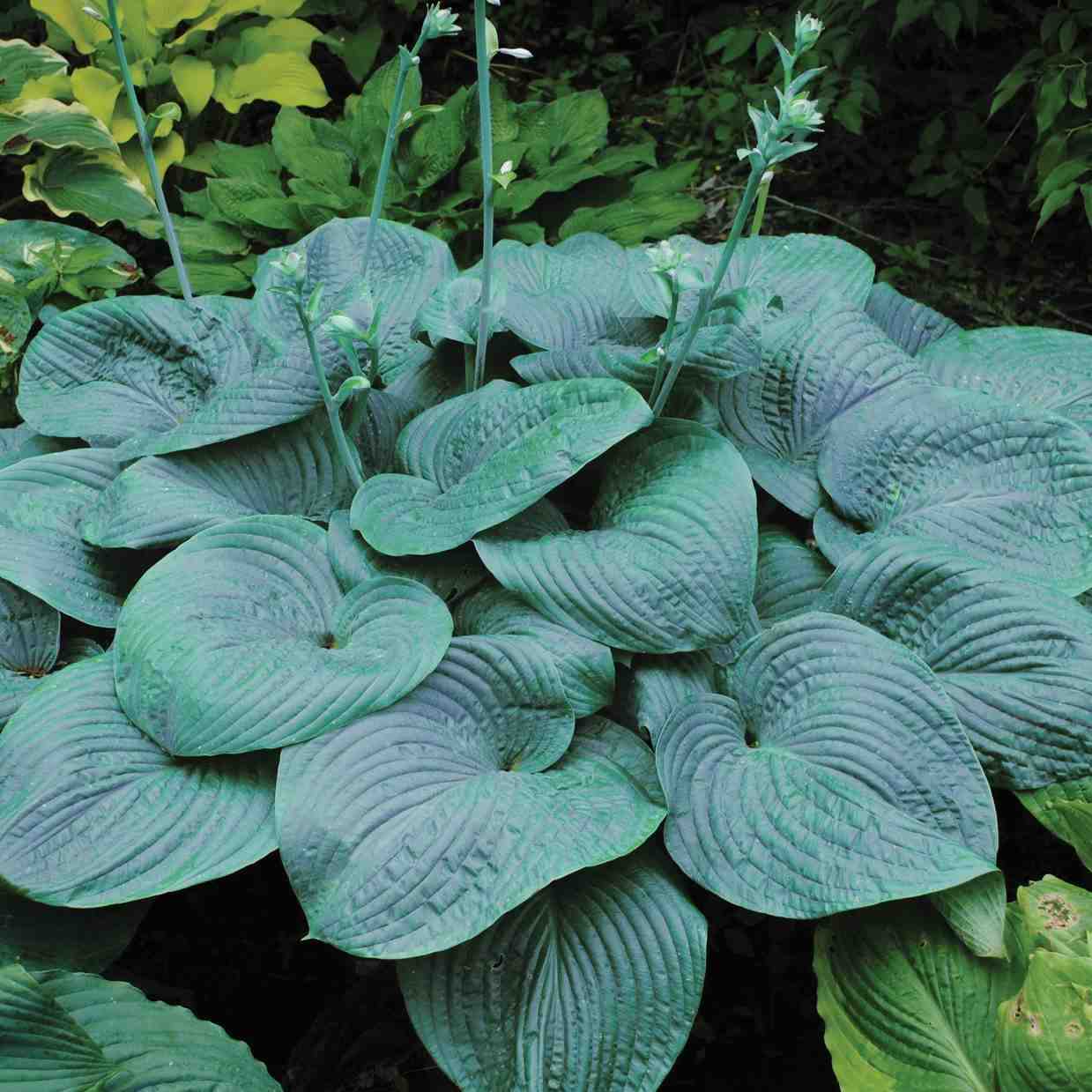 Hosta humpback whale