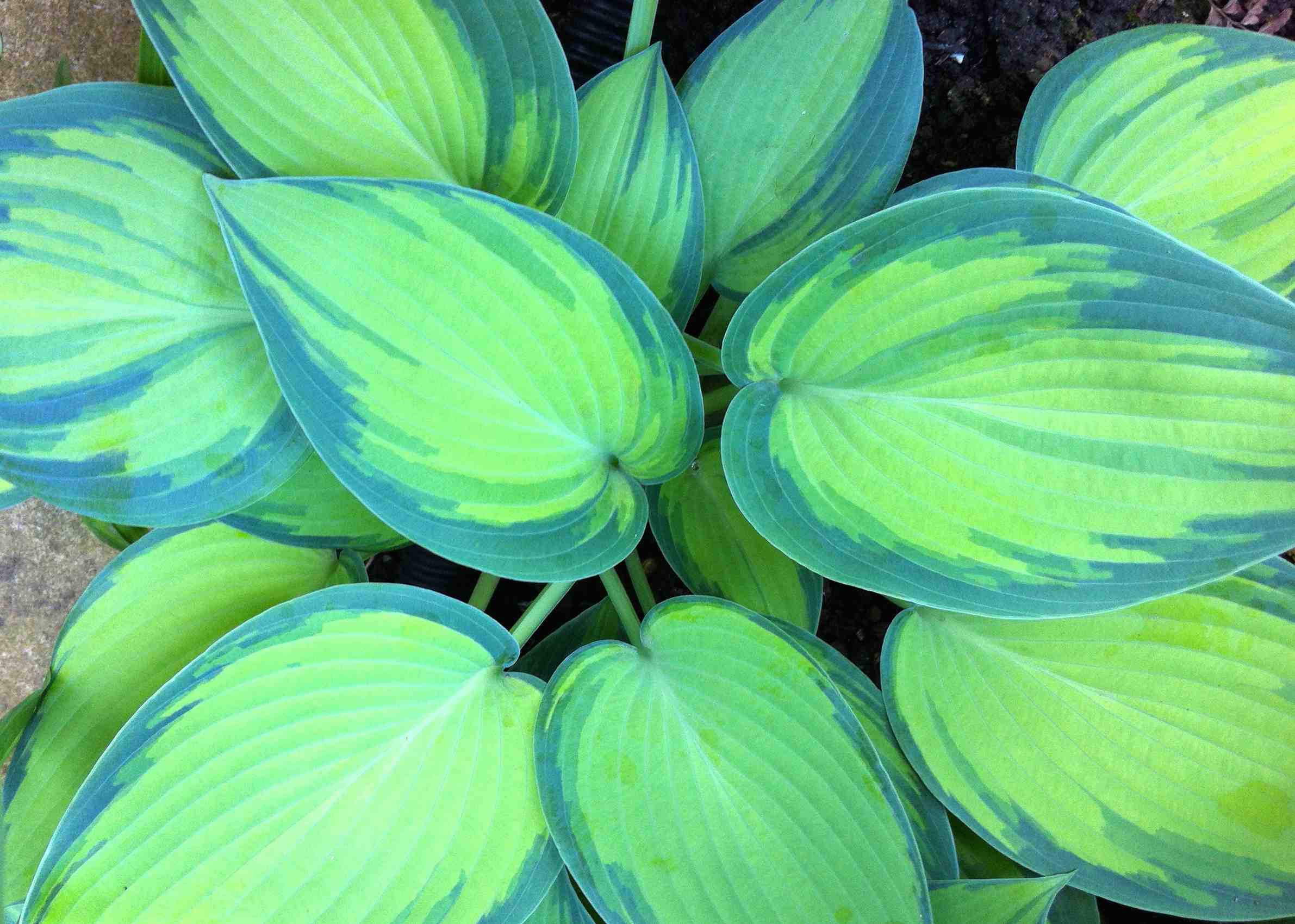 Hosta june