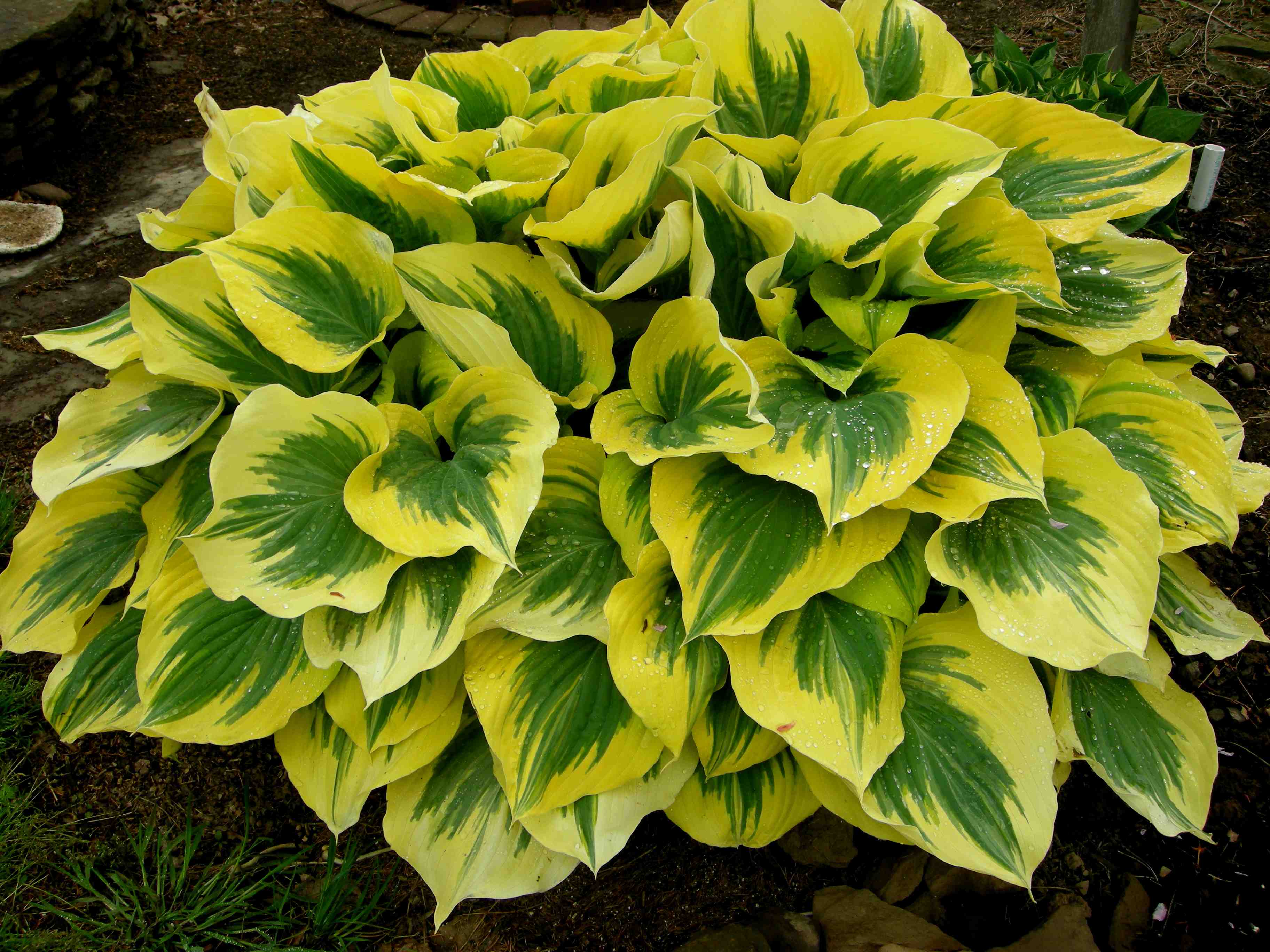 Hosta liberty