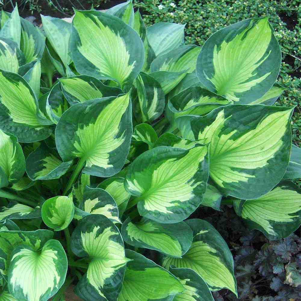 Hosta whirlwind