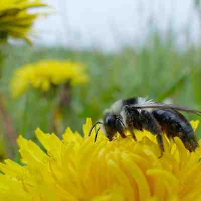 Hoe lok je insecten in je tuin